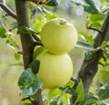 Malus Sieversii, wild crabapple from Kazakhstan Royalty Free Stock Photo