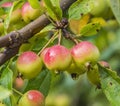 Malus Sieversii, wild crabapple from Kazakhstan Royalty Free Stock Photo