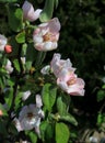 Malus sylvestris - Crab apple blossoms