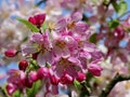 Malus sylvestris blossom in the spring