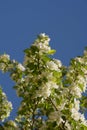 Malus sylvestris or european crab apple tree flower in spring cl