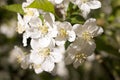 Malus Toringo Royalty Free Stock Photo