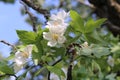 Malus trilobata - Wild plant shot in the spring Royalty Free Stock Photo
