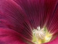 Malva alcea Royalty Free Stock Photo