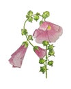 Malva, branch with pink flower, pencil hand drawing, isolated, white background.