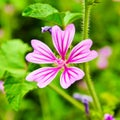 Malva cathayensis flower Royalty Free Stock Photo