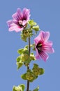 Malva dendromorpha flower Royalty Free Stock Photo