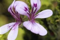 Malva flower