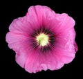 Malva flower isolated Royalty Free Stock Photo