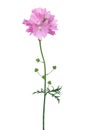 Malva flower Royalty Free Stock Photo
