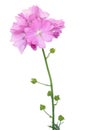 Malva flower isolated Royalty Free Stock Photo