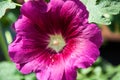 Malva flower light violet