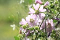 Malva on green bokeh / blurred background