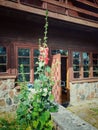 Malva or hollyhock blooming near wooden cottage