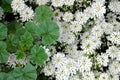 Malva leafs white flowers