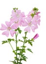 Malva Moschata flower