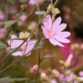 Malva moschata musk mallow flowers growing in a garden or field outdoors. Closeup of beautiful flowering plants with Royalty Free Stock Photo