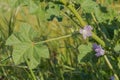 Malva neglecta dwarf mallow plant in blossom with sunlight Royalty Free Stock Photo