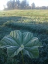 Malva neglecta leaf Royalty Free Stock Photo