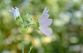 Malva neglecta flower Royalty Free Stock Photo