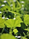 Malva parviflora is an annual or perennial herb that is native to Northern Africa, Europe and Asia and is widely naturalised Royalty Free Stock Photo