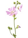 Malva Royalty Free Stock Photo