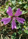 Malva or purple mallow flower