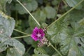 Malva sylvestris, common mallow, high mallow and tall mallow, is a species of the mallow genus Malva in the family of Malvaceae.
