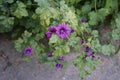 Malva sylvestris, common mallow, high mallow and tall mallow, is a species of the mallow genus Malva in the family of Malvaceae.