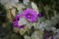 Malva sylvestris, common mallow, high mallow and tall mallow, is a species of the mallow genus Malva in the family of Malvaceae.