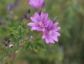 Malva sylvestris, common names are common mallow, cheeses, high mallow or tall mallow, blooming in the summer season