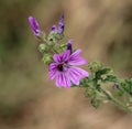 Malva sylvestris, common names are common mallow, cheeses, high mallow or tall mallow, blooming in the summer season