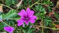 Malva Sylvestris