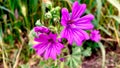 Malva Sylvestris