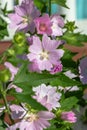 Malva sylvestris