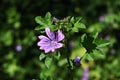 Flowers of Malva Sylvestris in the garden.