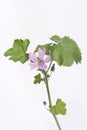 Malva Sylvestris With Lilac Flower Royalty Free Stock Photo
