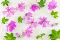 Malva sylvestris, mallow, flowers bouquet on white Royalty Free Stock Photo