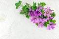 Malva sylvestris, mallow, flowers bouquet on white Royalty Free Stock Photo