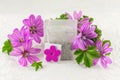 Malva sylvestris, mallow, flowers and teabag Royalty Free Stock Photo