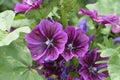 Malva sylvestris