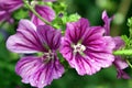 Malva sylvestris with rain drops Royalty Free Stock Photo