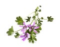 Malva sylvestris in studio