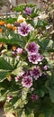 Malva Sylvestris Zebrina Flower with leaves