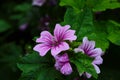 Malva Sylvestris Zebrina or Zebra Hollyhock is vigorous plant with showy flowers of bright mauve-purple with dark veins
