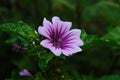 Malva Sylvestris Zebrina or Zebra Hollyhock is vigorous plant with showy flowers of bright mauve-purple with dark veins