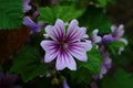 Malva Sylvestris Zebrina or Zebra Hollyhock is vigorous plant with showy flowers of bright mauve-purple with dark veins