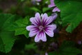 Malva Sylvestris Zebrina or Zebra Hollyhock is vigorous plant with showy flowers of bright mauve-purple with dark veins