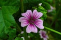 Malva Sylvestris Zebrina or Zebra Hollyhock is vigorous plant with showy flowers of bright mauve-purple with dark veins