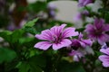 Malva Sylvestris Zebrina or Zebra Hollyhock is vigorous plant with showy flowers of bright mauve-purple with dark veins